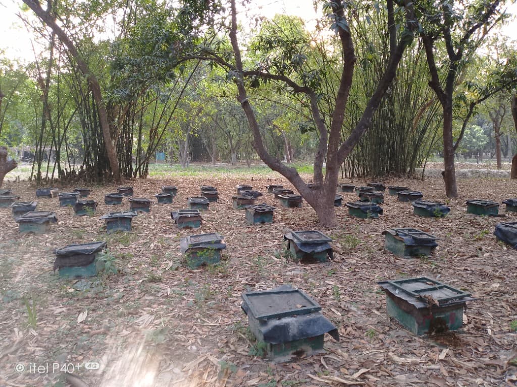 Beehive farm in natural forest setting