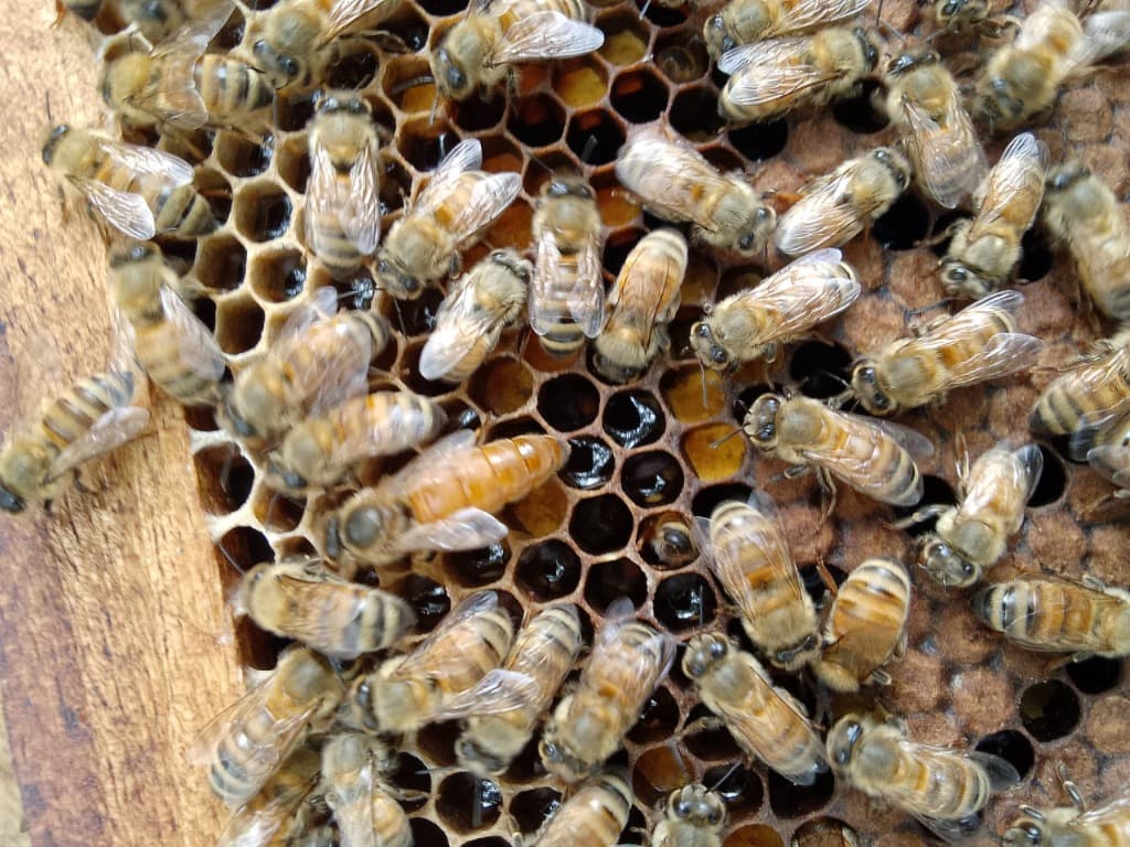 Close-up of bees on honeycomb