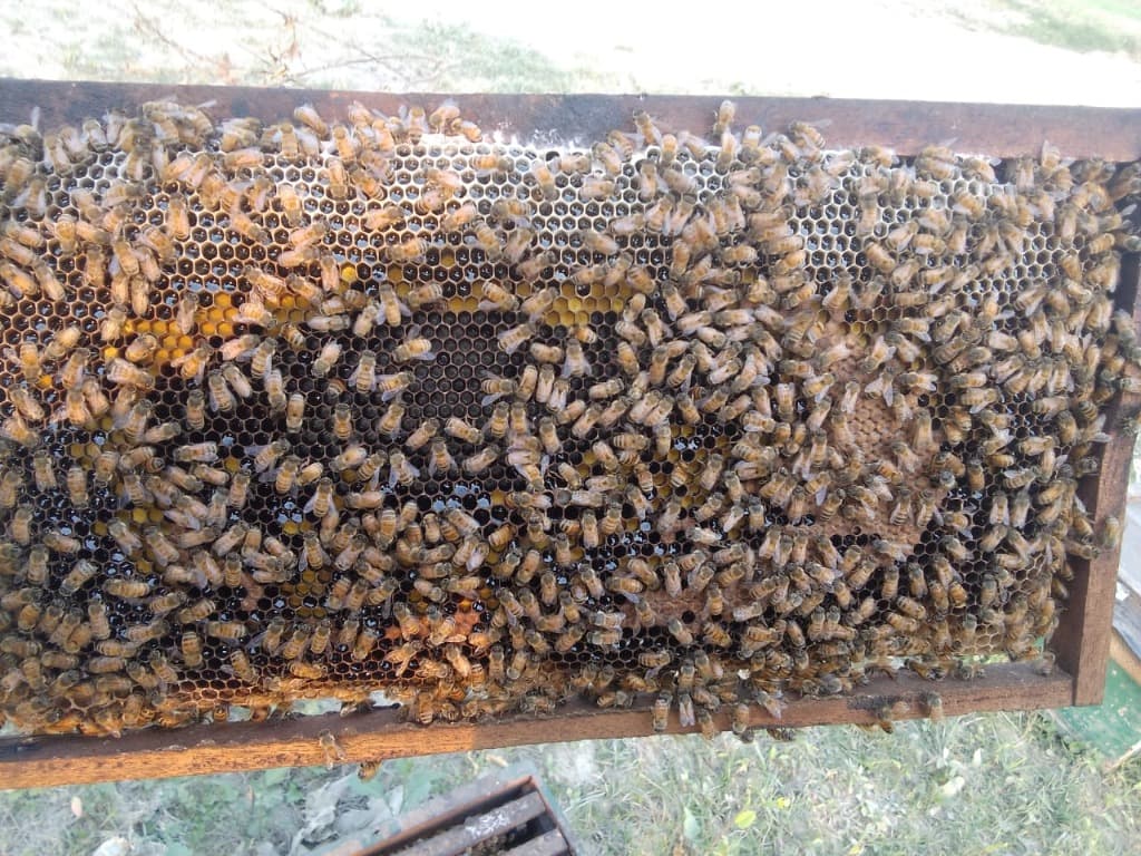 Bees working on honeycomb frame