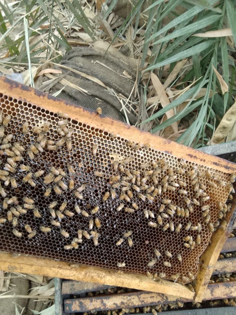 Honeycomb with honey cells