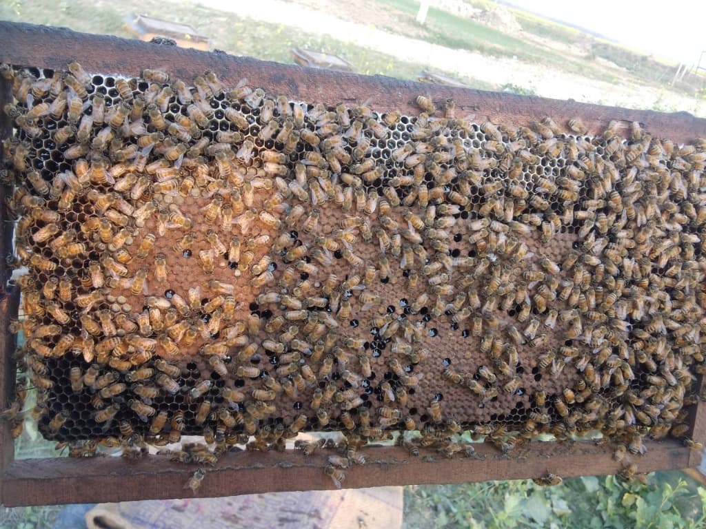 Busy honeycomb frame with worker bees