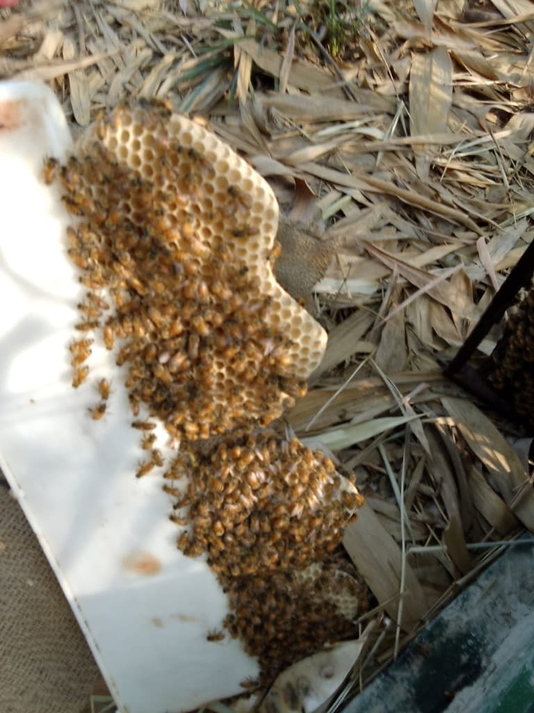 Natural honeycomb structure